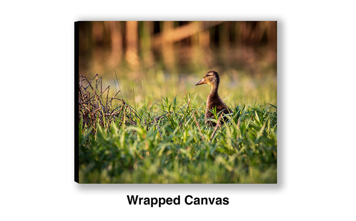 Exploring - Mallard Duckling