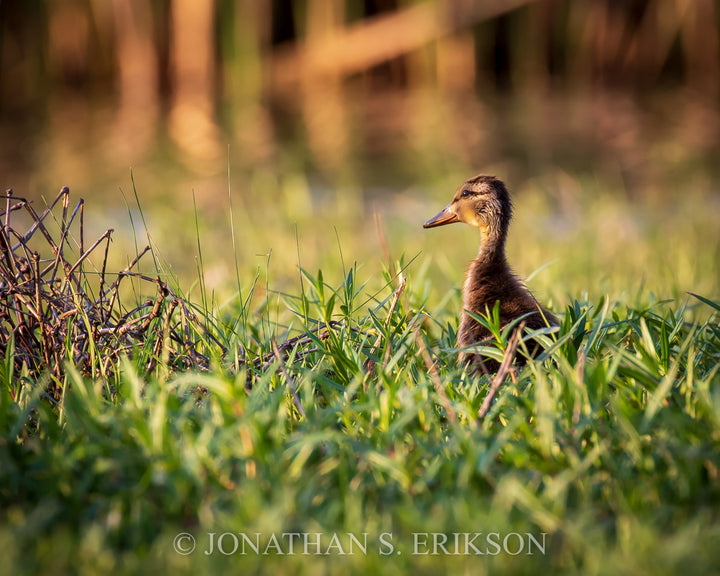 Exploring - Mallard Duckling. A mallard duckling moves through grass.