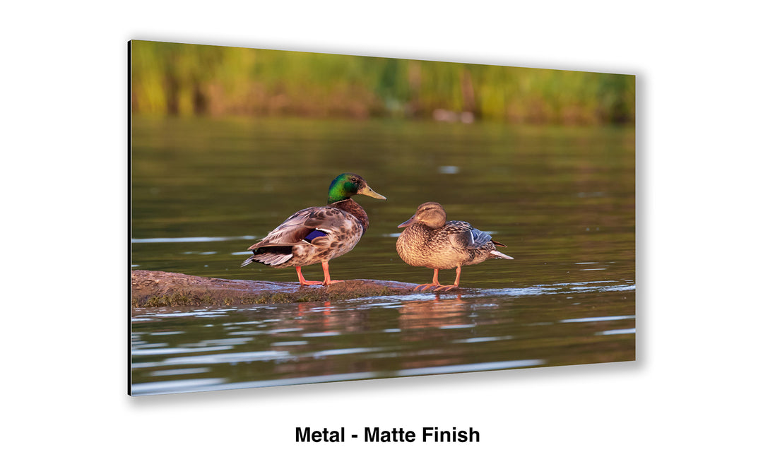 Mallard Romance