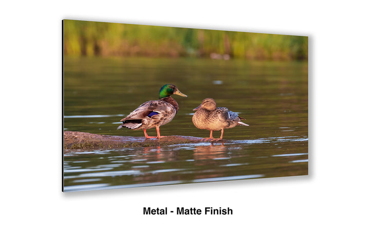 Mallard Romance