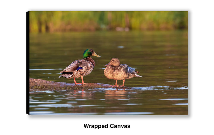 Mallard Romance