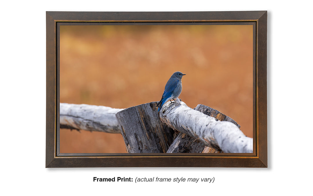Split-Rail - Mountain Bluebird