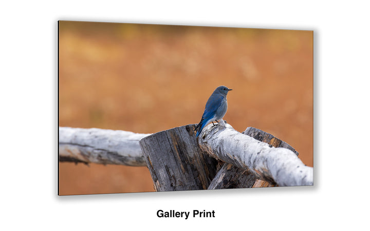 Split-Rail - Mountain Bluebird