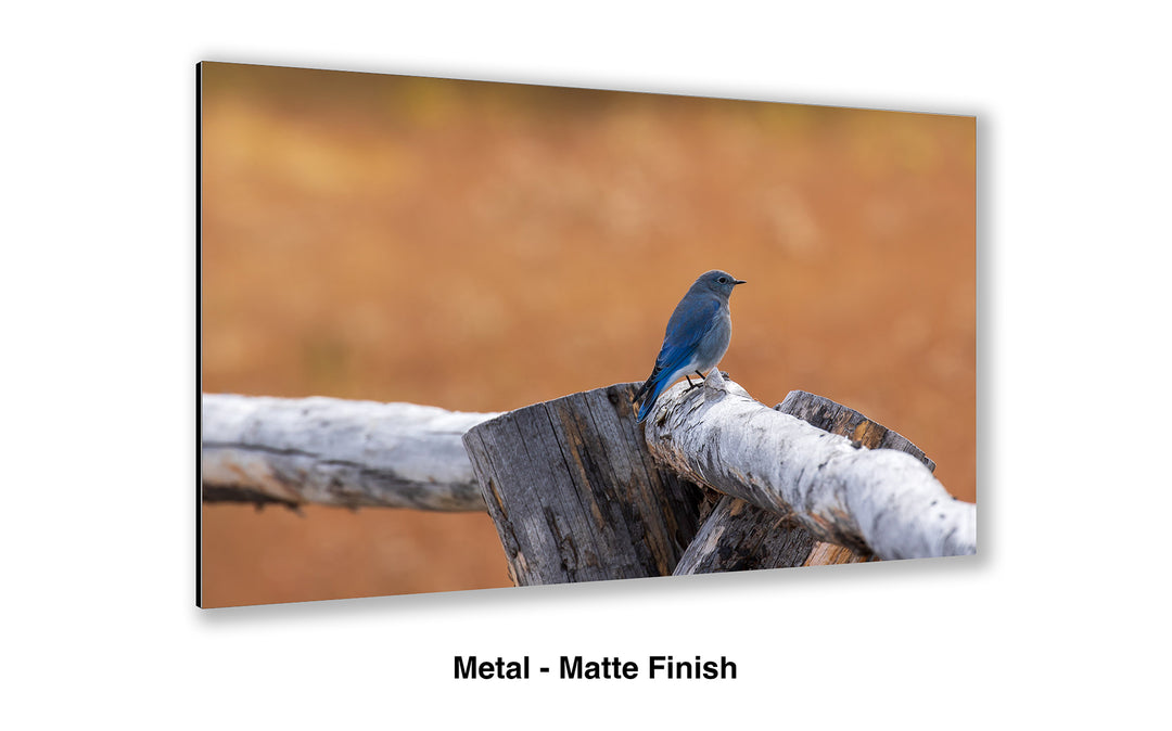Split-Rail - Mountain Bluebird
