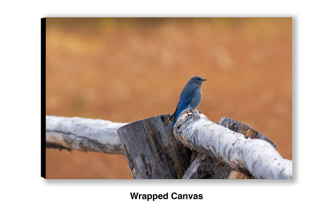 Split-Rail - Mountain Bluebird