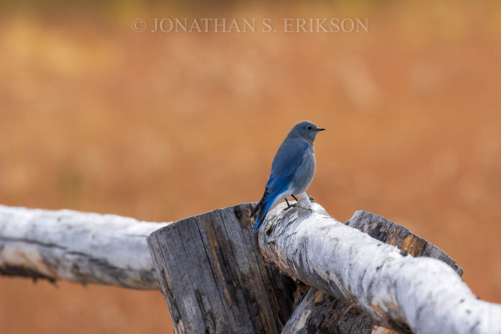 Split Rail - Mountain Bluebird. A mountain bluebird perched on top of split rail fence overlooking grassy field.