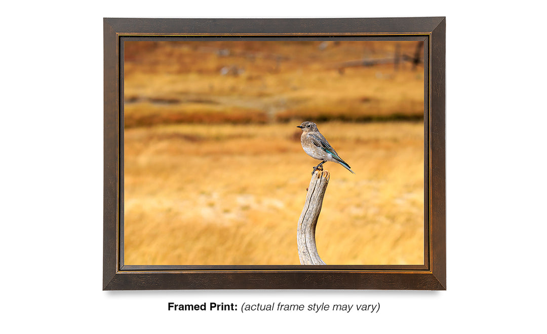 Field Survey - Mountain Bluebird