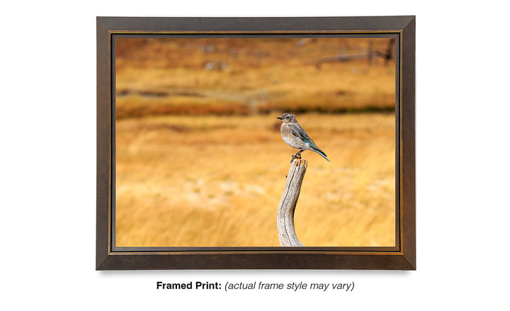 Field Survey - Mountain Bluebird