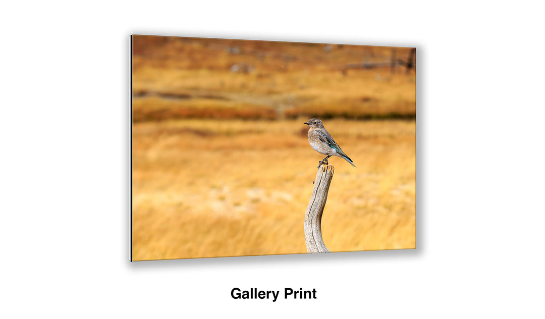 Field Survey - Mountain Bluebird