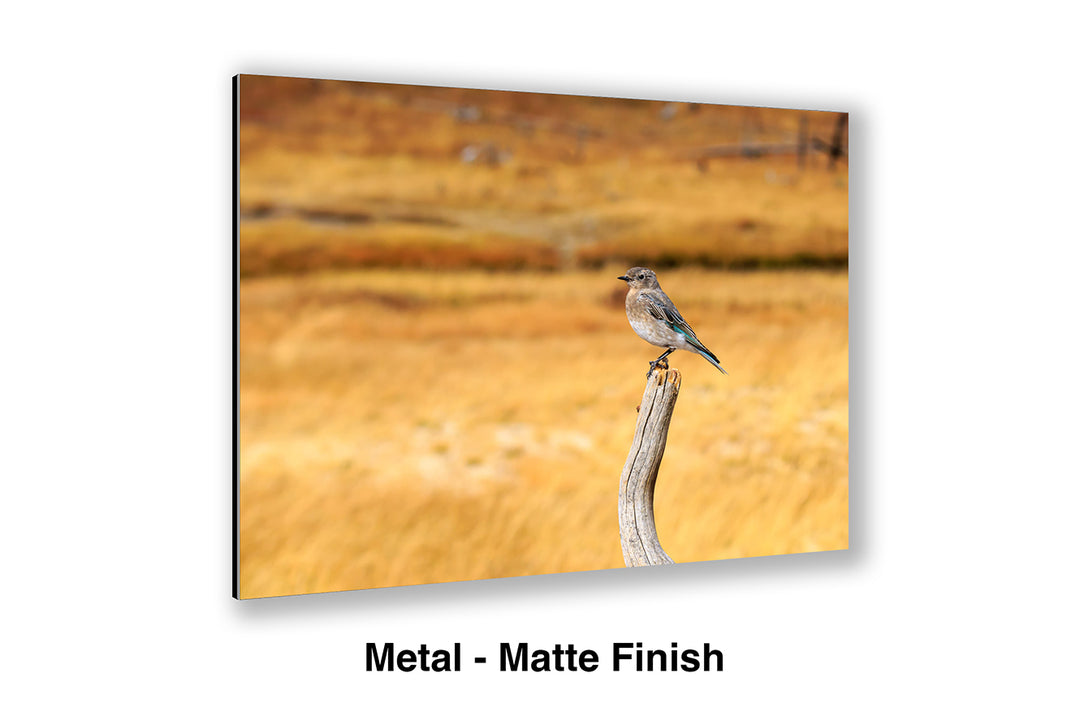 Field Survey - Mountain Bluebird