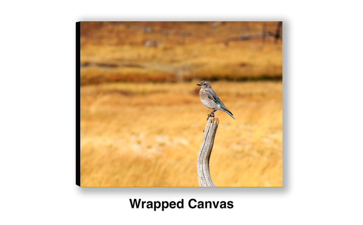 Field Survey - Mountain Bluebird