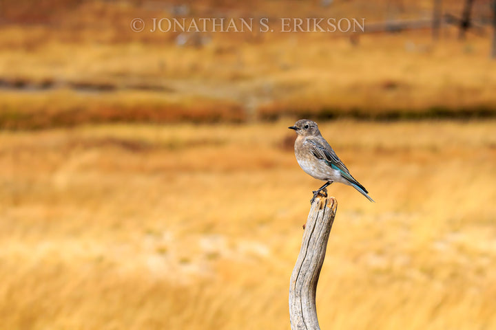 Field Survey - Mountain Bluebird. Female mountain bluebird perched on fence post surveying open field of grass.