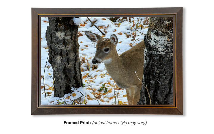 On High Alert - Whitetail Deer