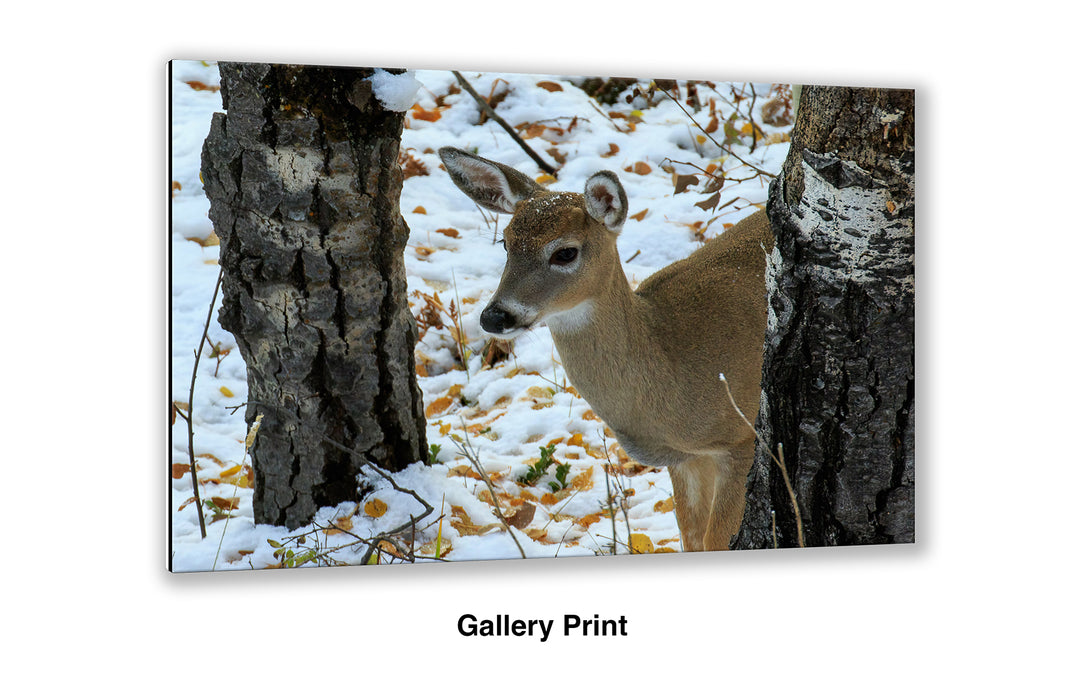 On High Alert - Whitetail Deer