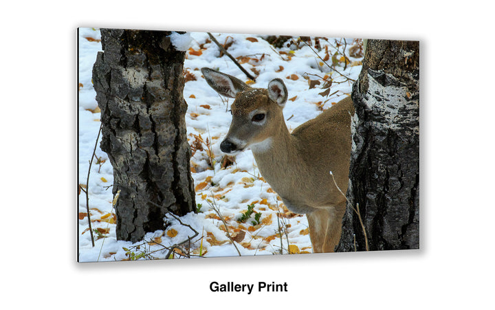 On High Alert - Whitetail Deer