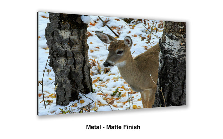 On High Alert - Whitetail Deer