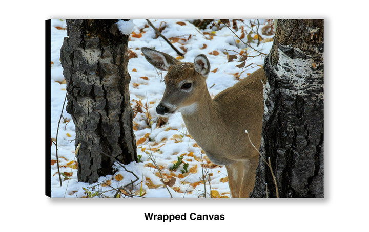 On High Alert - Whitetail Deer