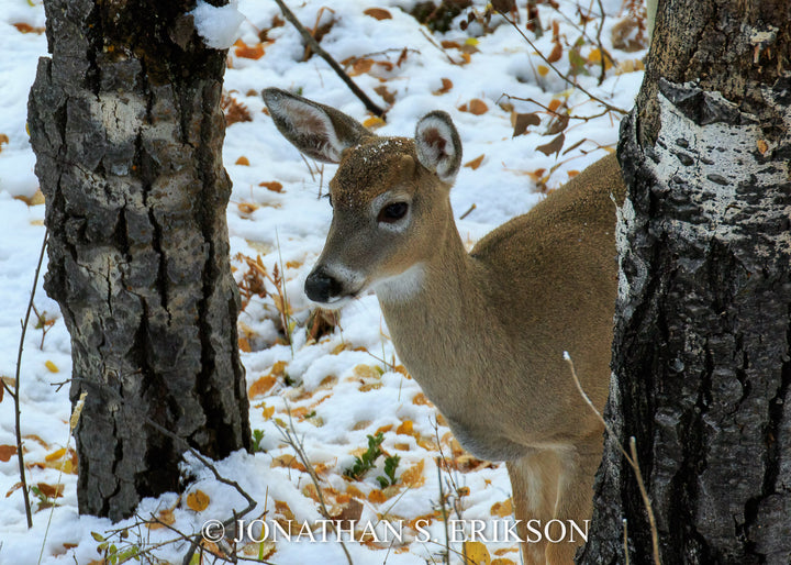 On High Alert - Whitetail Deer. Female deer stands still in snow with aspen leaves all around.