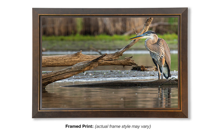 The Patient Hunter - Great Blue Heron