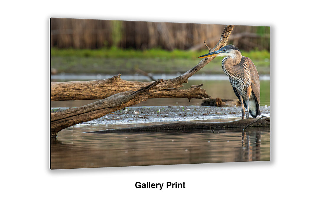 The Patient Hunter - Great Blue Heron