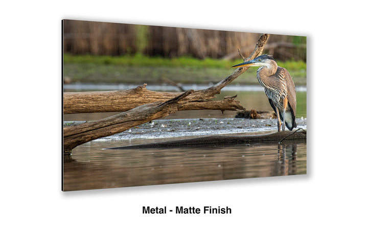 The Patient Hunter - Great Blue Heron