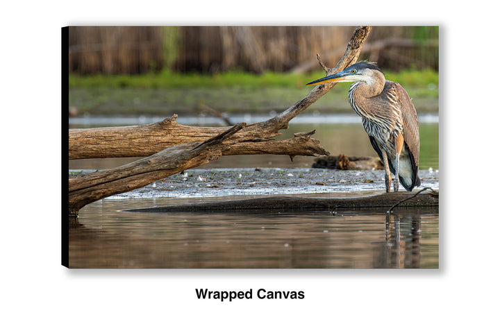 The Patient Hunter - Great Blue Heron