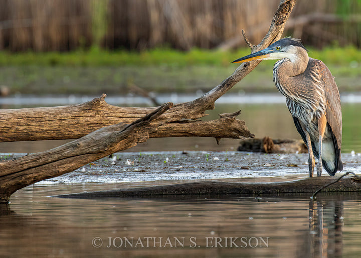 The Patient Hunter - Great Blue Heron. Blue heron stands in water near fallen tree waiting for its next meal.