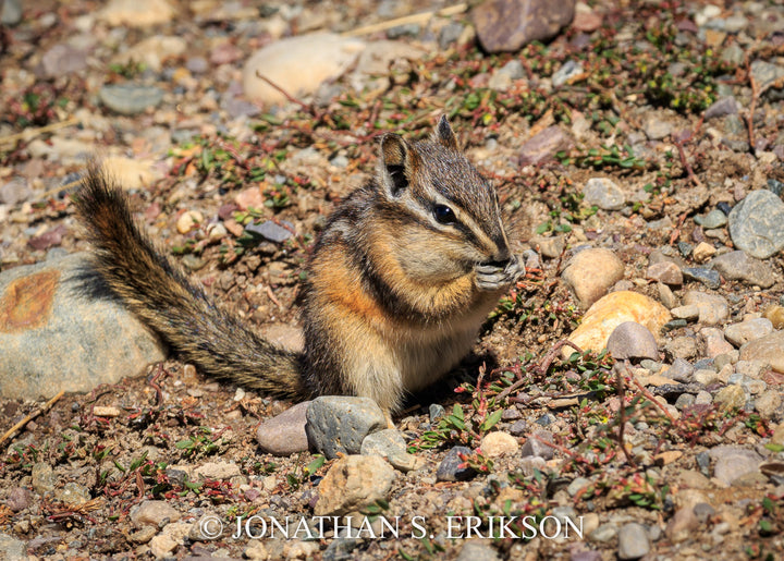 Quick Snack. Least chipmunk snacks on food near Jackson Lake shoreline.