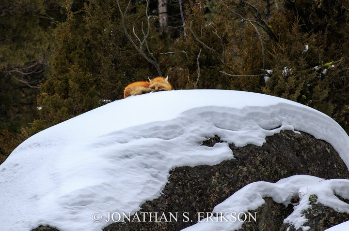 Winter Nap. Red fox naps on snow covered boulder in Yellowstone National Park.