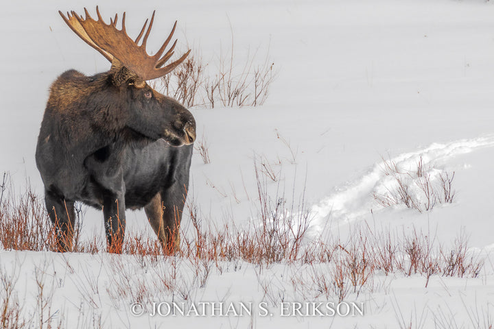 A Long Winter Ahead. Bull moose in Yellowstone pauses to look back at its own trail through deep snow.