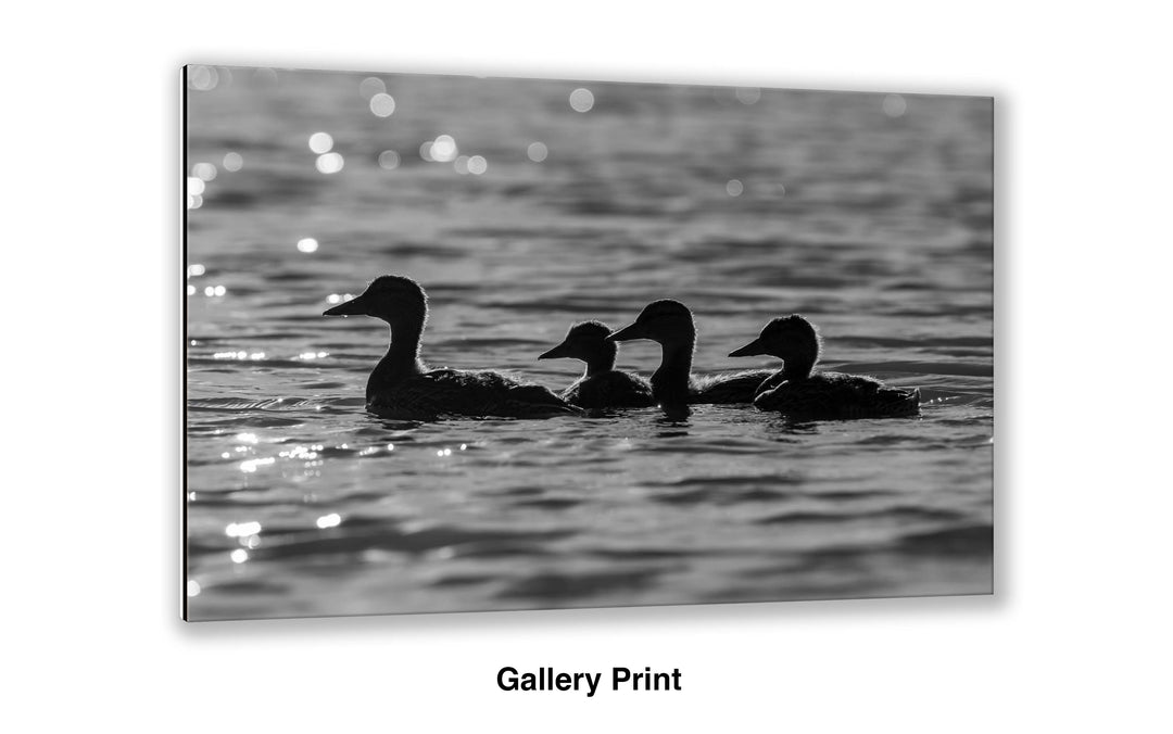 Mallard Brood