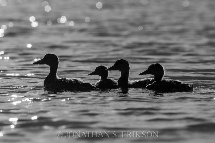 Mallard Brood. Female mallard with three ducklings travels across lake in evening light.