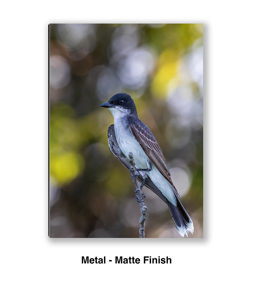 Eastern Kingbird