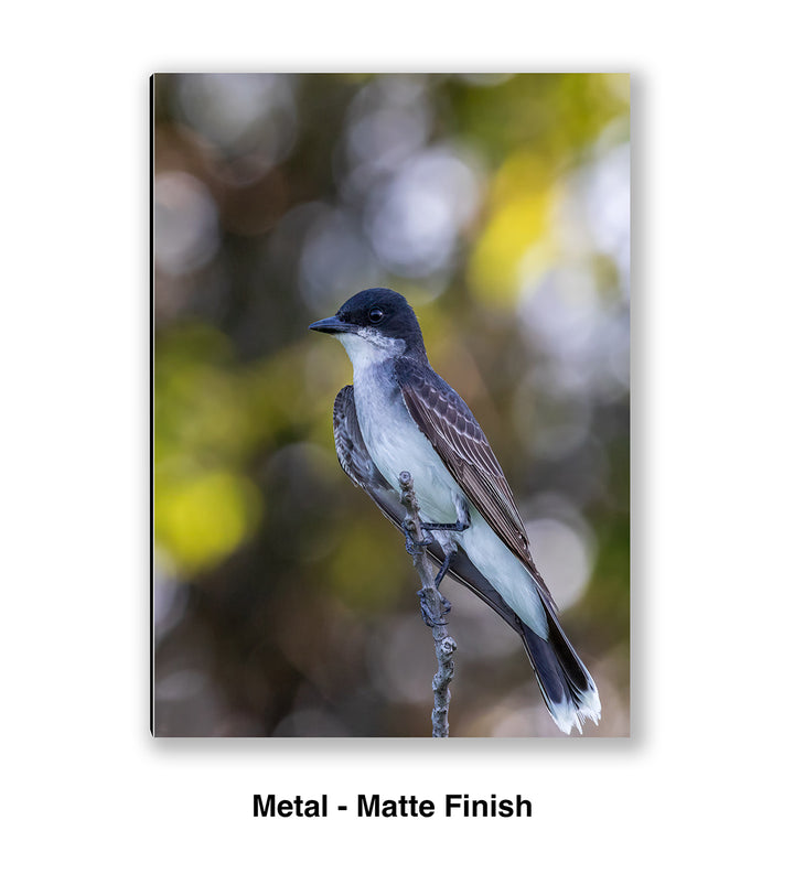 Eastern Kingbird