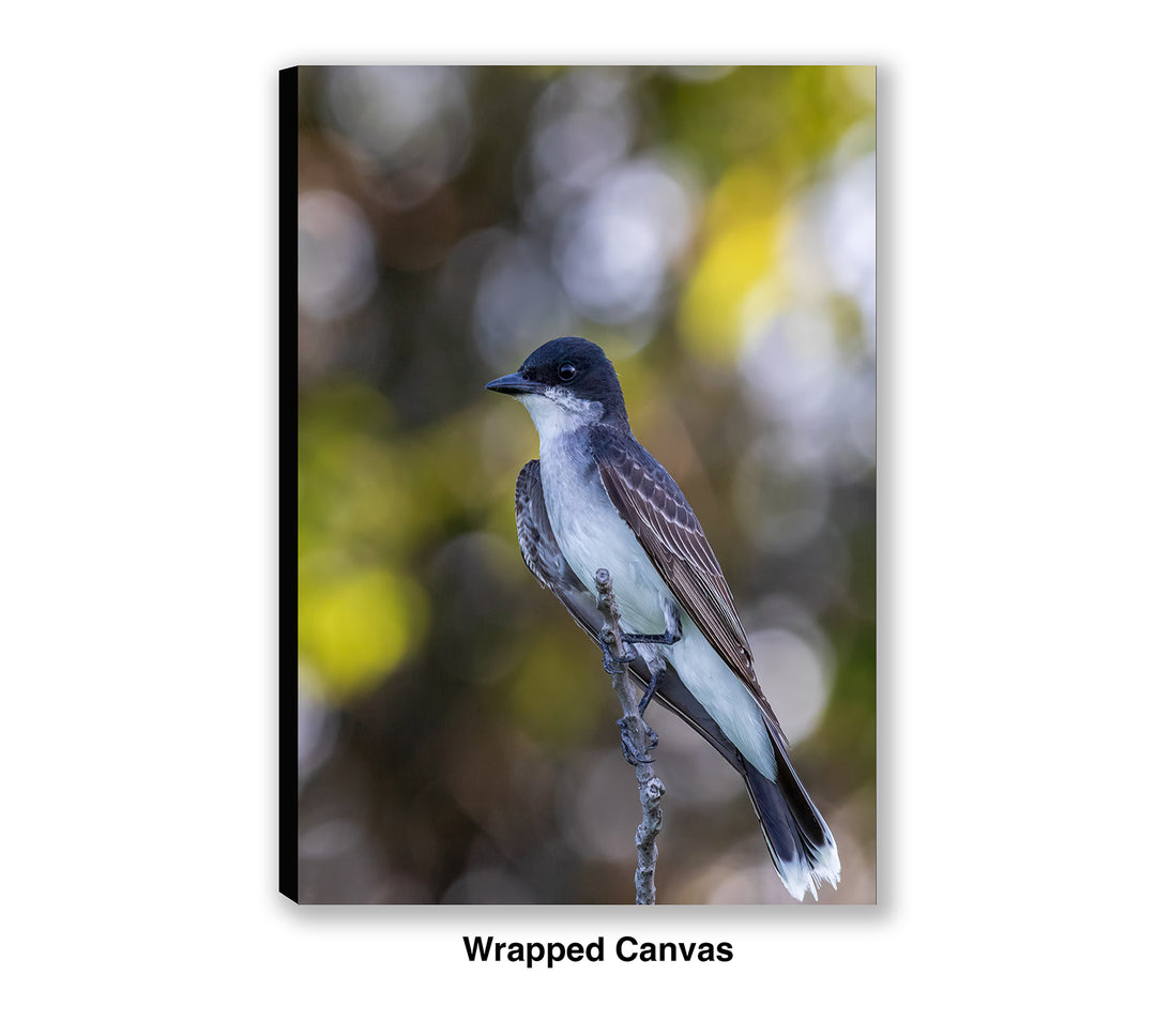 Eastern Kingbird