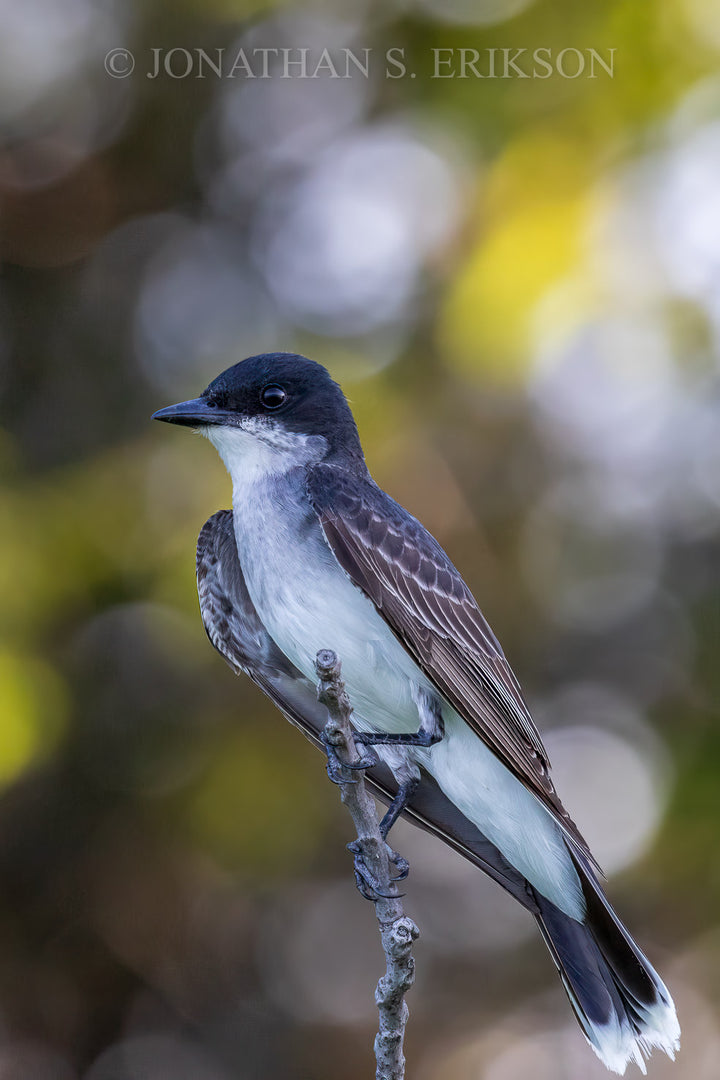 Eastern Kingbird. Perched on branch near shoreline of Lake Zorinsky.
