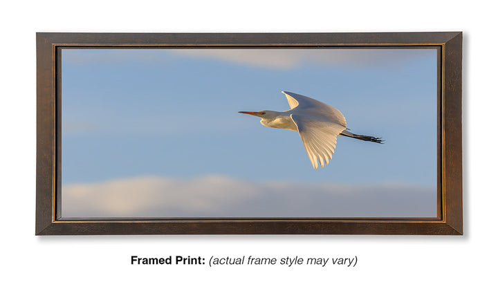 Evening Flight - Cattle Egret