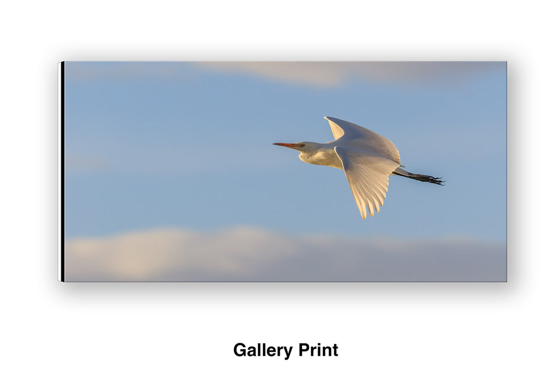 Evening Flight - Cattle Egret