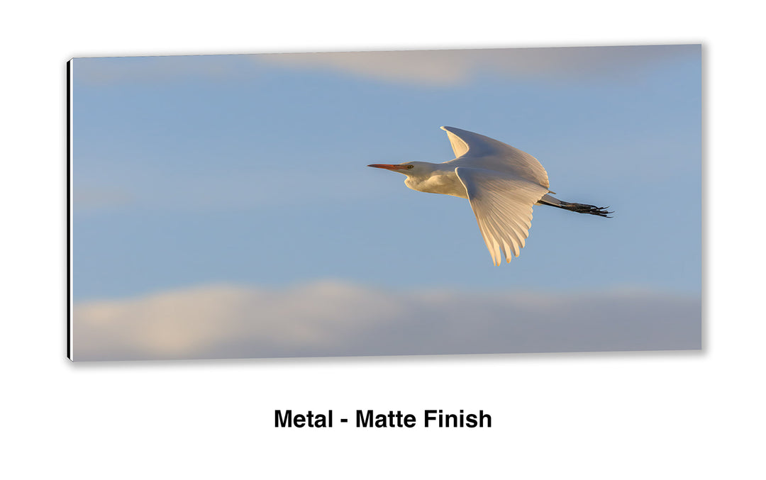 Evening Flight - Cattle Egret