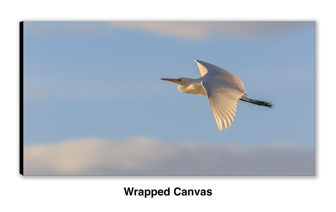 Evening Flight - Cattle Egret