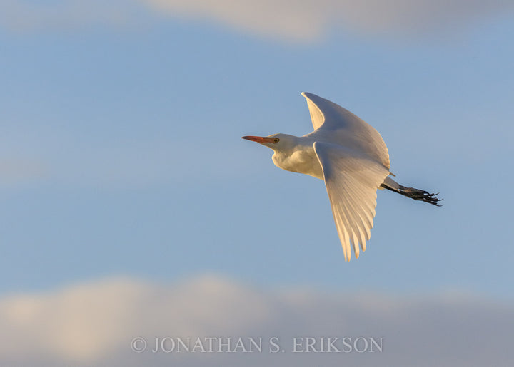 Evening Flight - Cattle Egret. Cattle egret flying in evening light.