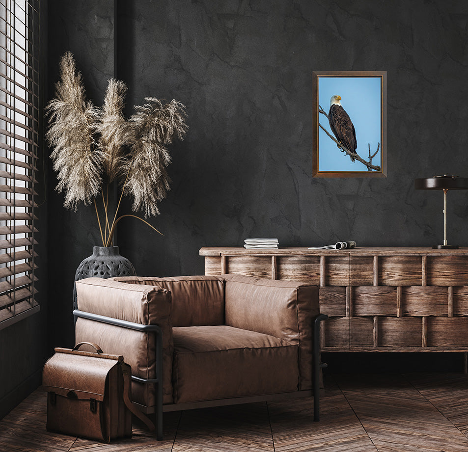 Ever Watchful - Bald Eagle