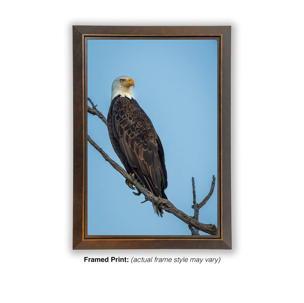 Ever Watchful - Bald Eagle
