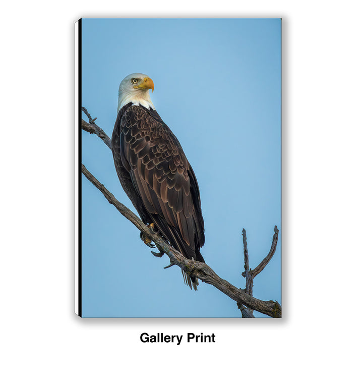 Ever Watchful - Bald Eagle