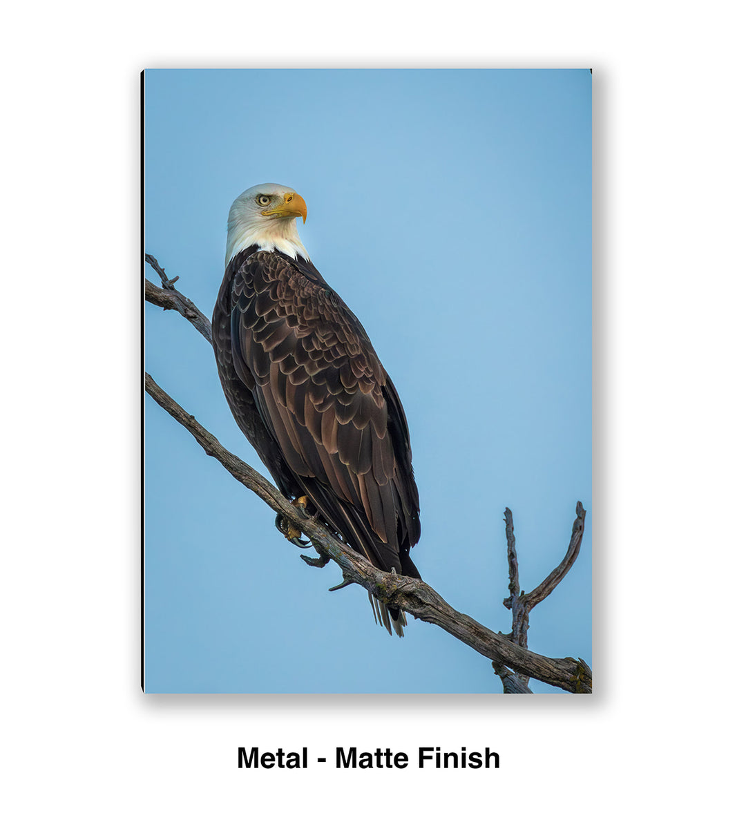 Ever Watchful - Bald Eagle