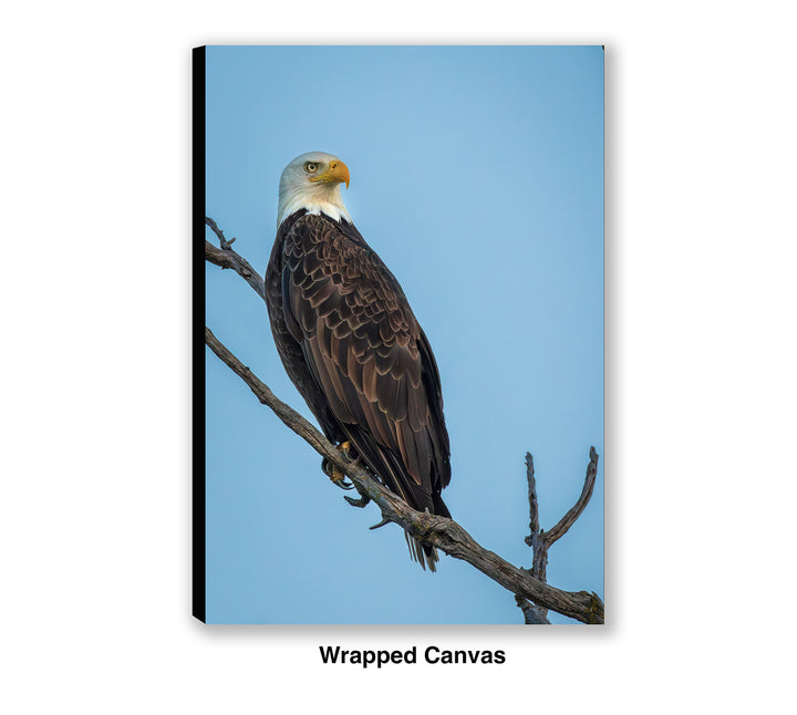 Ever Watchful - Bald Eagle