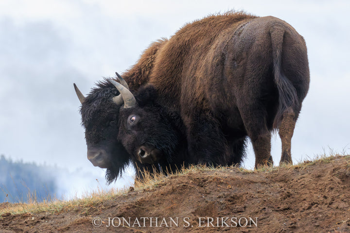 Lean on Me - Bison. Two young bison lean heads into one another.