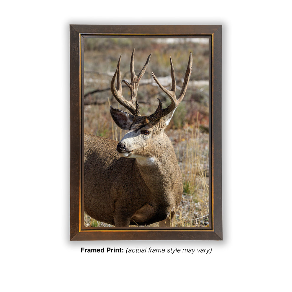 Buck Mule Deer