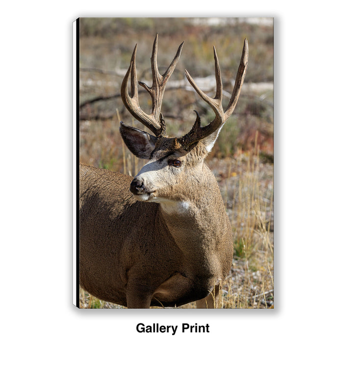 Buck Mule Deer