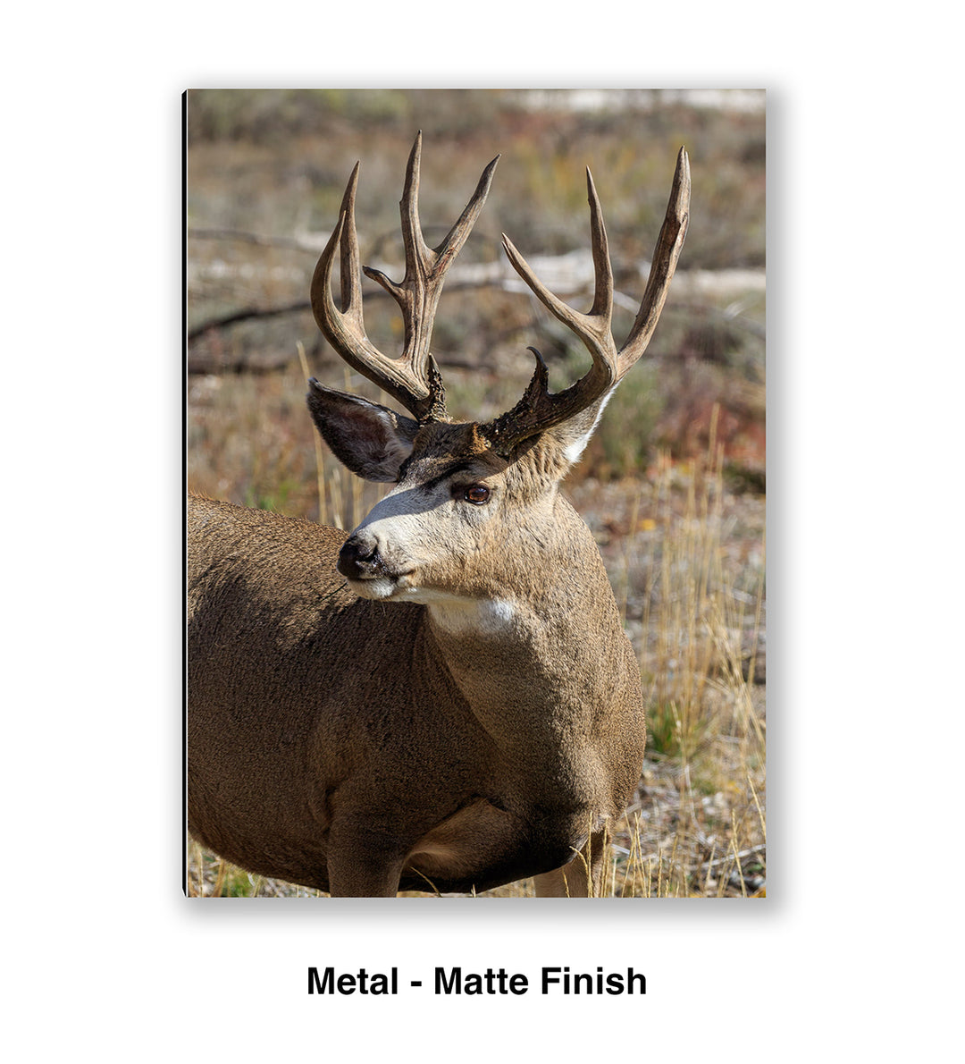 Buck Mule Deer